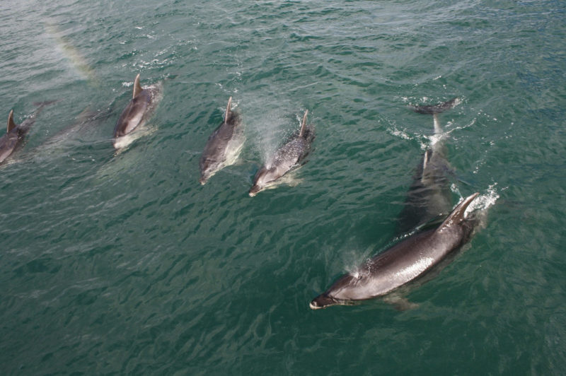 Delfiinejä Uudessa-Seelannissa