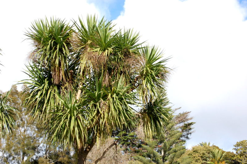 Kaalipuu, Uusi-Seelanti