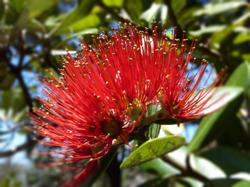 Potukawan kukka, Uusi-Seelanti